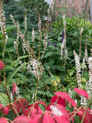 Bistorta amp. album.JPG