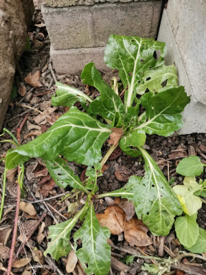 Mangold weiß 2051224.jpeg