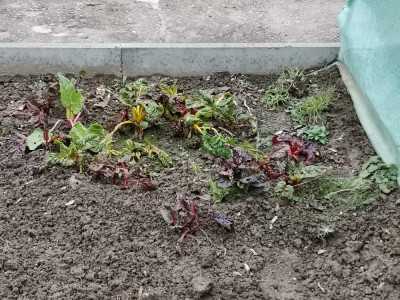 Mangold bunt 20251224.jpeg