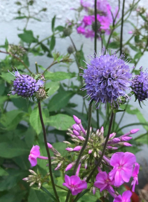Succisa p. und Phlox Hesperis.JPG