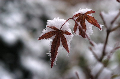 wilsonsschnee_8367.jpg