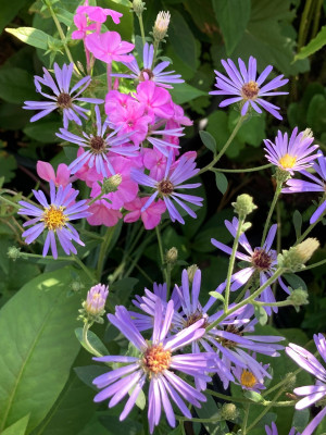 Aster Twilight und pinker Phlox Hesperis (1).JPG