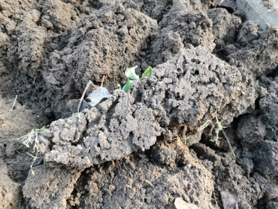 Gemüsebeet Frost 20251226.jpeg