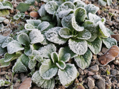 Feldsalat 20251226.jpeg