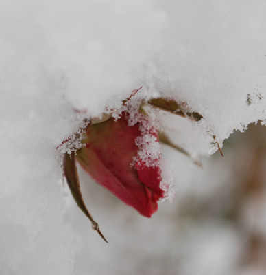 La_Biche_0010__41719.jpg