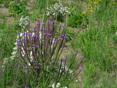 Verbena hastata.JPG