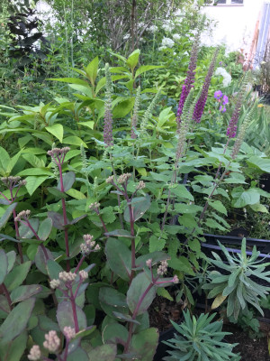 Sedum Matrona, Teucrium hir. Lysim. cleth Anr (2).JPG