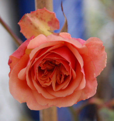 Versigny_0010__41771.jpg