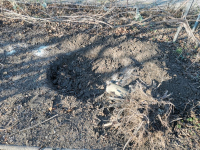 Feige Wurzelstumpen.jpeg