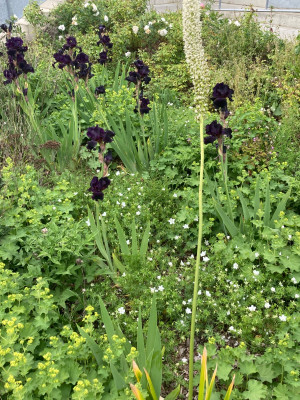 Iris, Eremurus, Alchemill ZIB.JPG