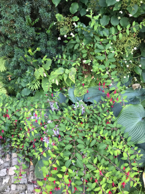 fuchsia mag. und Hosta (1).JPG