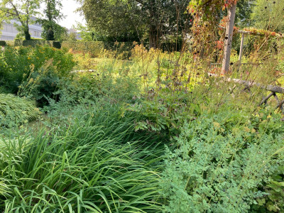 thalictrum, Cephalaria, Hako, Hem .JPG