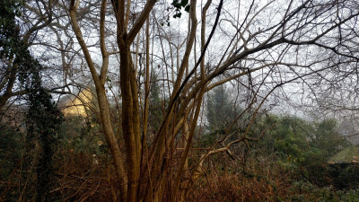 Blick von unserem Garten Richtung Nachbarhaus.