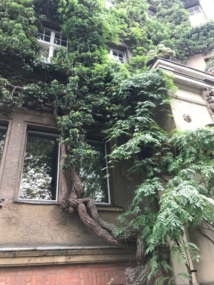 Hedera Forststr..JPG