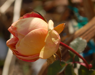 Clementine_Carbonieri_0010__1687.jpg