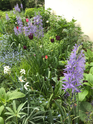 Camassia, Narcissus, Tulpa, Ligularia, Hosta (4).JPG