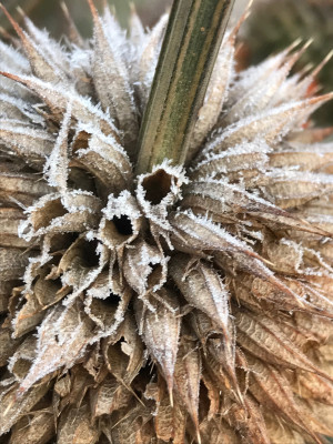 Leonitis Samenst. Frost.JPG