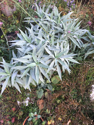 Echium ´Stolz von. (2).JPG