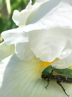 Rosenkäfer auf Iris (7).JPG