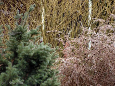 garten_im_winter_2008-11.jpg