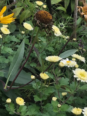 Chrys. und Helianthus atr..JPG