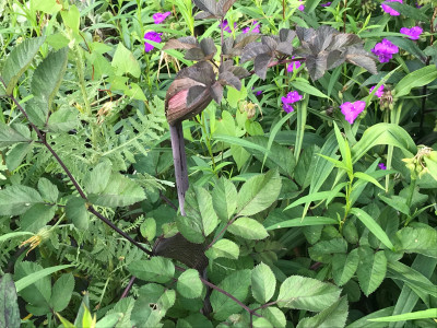 Angelica syl. Vicars (3).JPG