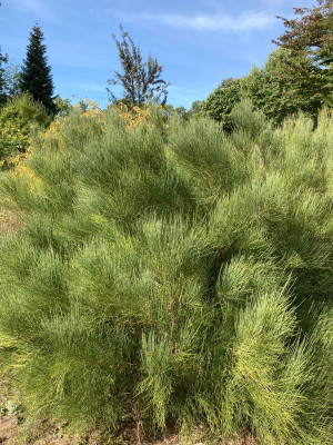 Ephedra equisetina (3).JPG