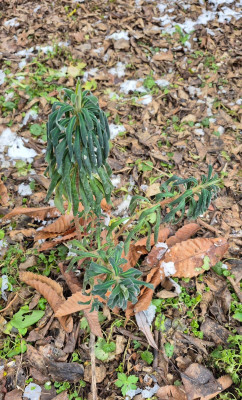20251229_140940 Euphorbia.jpg