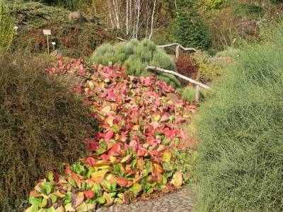 Ephedra gerardiana var. sikkimensis.JPG