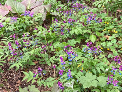 Lathyrus vernus, Bergenia, Rodge, Colch. (2).JPG