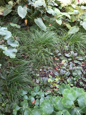 Carex digitata'The Beatles'.JPG