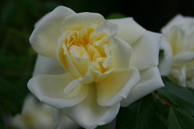 Rose_Alberic_Barbier0508a.jpg