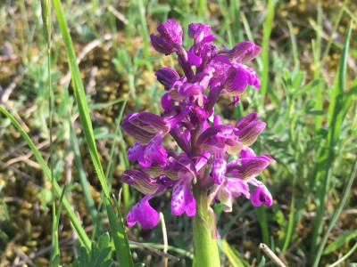 Anacamptis morio Siegendorfer Puzta (1).jpeg