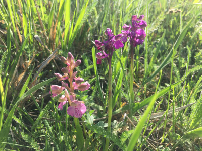 Anacamptis morio Siegendorfer Puzta.jpeg