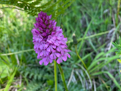 Anacamptis pyramidalis (Pyramiden-Hundswurz) Hochbärneck.jpeg