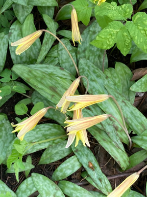 Erythronium americ. (2).JPG