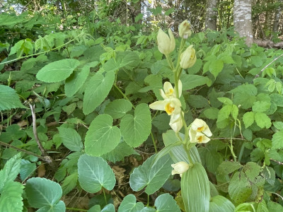 Cephalanthera damasonium (Breitblatt- Waldvögelein) Hochbärneck (1).jpeg