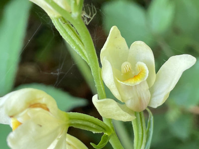 Cephalanthera damasonium (Breitblatt- Waldvögelein) Hochbärneck.jpeg