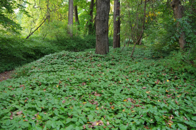 Epimedium grandiflorum.JPG