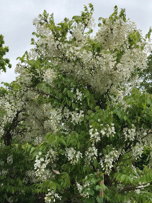 Wisteria Blüte (3).JPG
