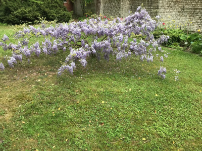 Wisteria brachybotrys (1).JPG