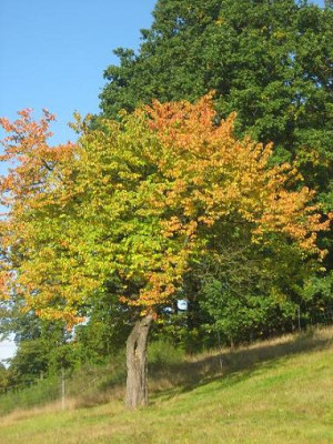 Alter_Kirschbaum.jpg