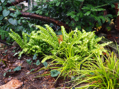 Asplenium scolopendrium Crispum PA260015.JPG