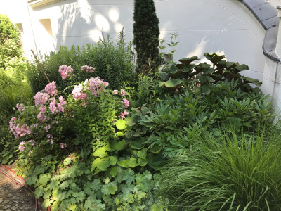 Geranium sang, Paeonia, Ligularia, Molinia, Taxus (1).JPG