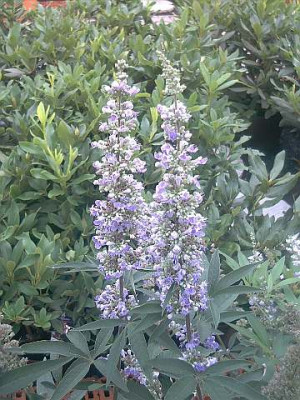 Vitex_a-c_latifolia.jpg