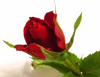 jubila.Rose.JPG