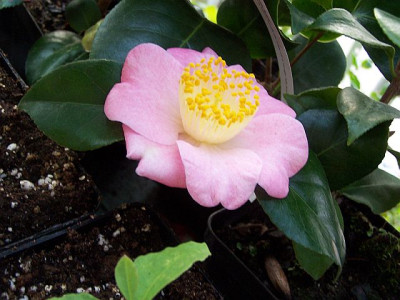 100_0499_-_CAMELLIA_higo_Gosho-zakura_640.jpg
