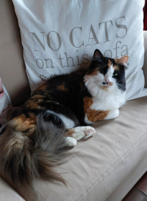 Ich weiss nicht, was du willst