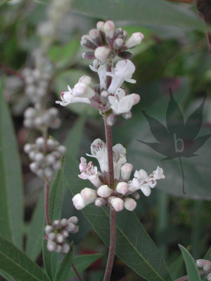 vitex_agnus_cas_weiss.jpg