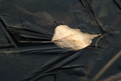 Geeiste-Blatt-1c.jpg